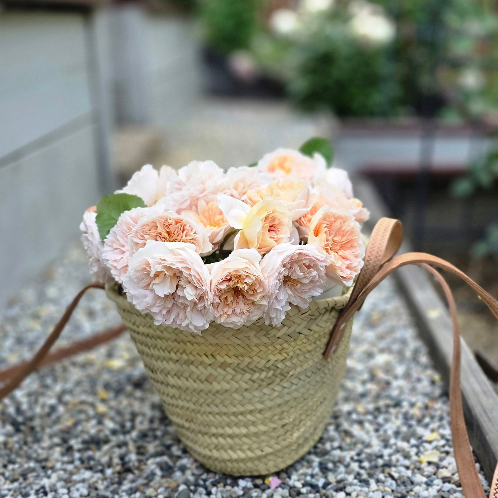 JARDIN  garden roses arrangement