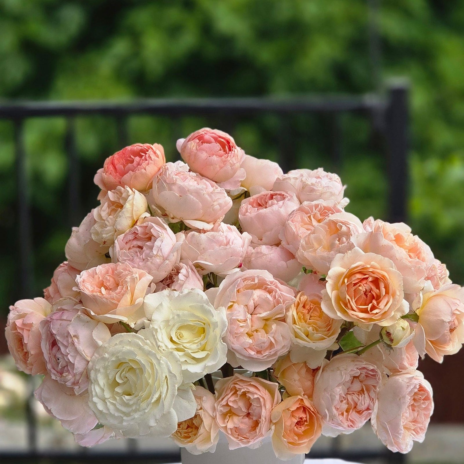 JARDIN Peach Garden Roses